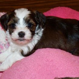Havanese from Gingerbred Havanese