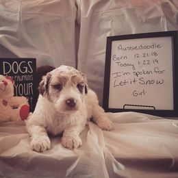 Shichon and Aussiedoodle Puppies from PTK Ranch