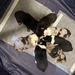 Miniature Australian Shepherd puppies from Clinedinst Mini Aussies