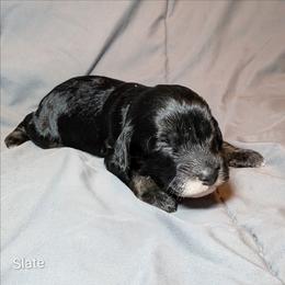 Slate - Black and white male Cockapoo puppy in Sunset, Louisiana from Cano Cockapoos