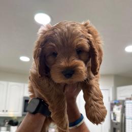 Blue - Stripes - Red  male Goldendoodle puppy in Shelley, Idaho from Maple Blossom Doodles