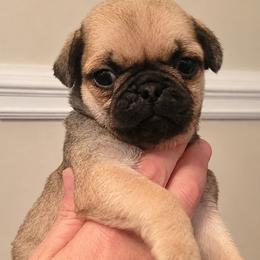 Teddy - Fawn male Pug puppy in Cincinnati, Ohio from Pugs513