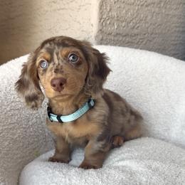 Boy 2 - Dapple male Dachshund puppy in Goodyear, Arizona from AZ Royal Doxies llc
