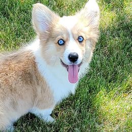 American Corgis and Pembroke Welsh Corgis from Double K Corgis