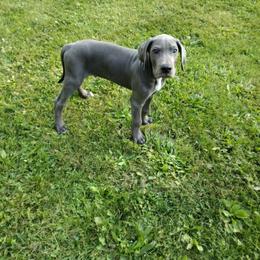 Capone - Blue Great Dane puppy in Marshall, Michigan from Dream K9