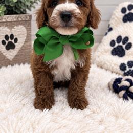 Green boy - Red  male Poodle puppy in Waskom, Texas from Pearls & Curls doodles & poodles