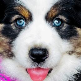 Australian Shepherds from Von Struve Australian Shepherds