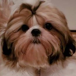 Shih Tzus from Sharon's Pups