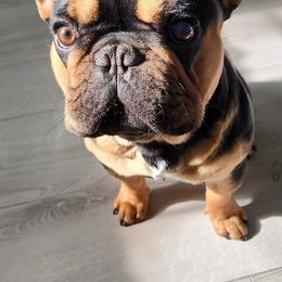 Bulldogs and French Bulldogs from Salem Bulldogs