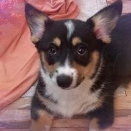 Pembroke Welsh Corgis from Mary Calanche's Pembroke Welsh Corgis