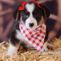 Pembroke Welsh Corgi Puppies from Big Sky Corgis
