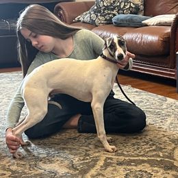 Asher - White and red brindle Whippet puppy in Clinton, Tennessee from Ivanhoe Borzoi