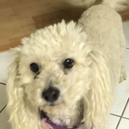 Poodles from K&L Toney Corporation