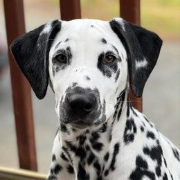 Dalmatians from RJ’s Dalmatians
