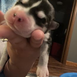 Siberian Husky Puppies from Alexandra's Siberian Huskies