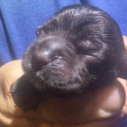 Maple - Brown female Cocker Spaniel puppy in Memphis, Tennessee from Cordova Cockers