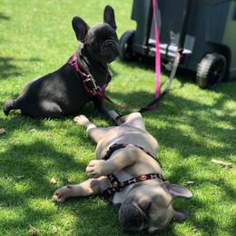 French Bulldog All Grown Up from Besters Frenchies