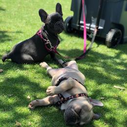 French Bulldog All Grown Up from Besters Frenchies