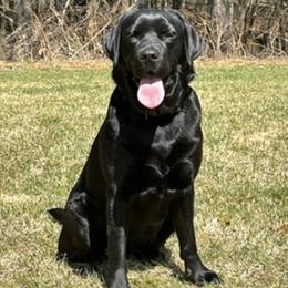 Freedom - Labrador Retriever