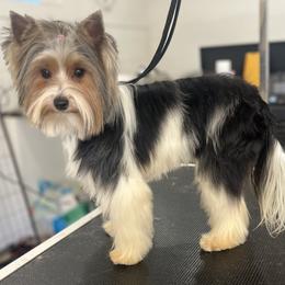 Princess - Yorkshire Terrier