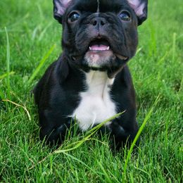 French Bulldog Puppies from PEERLESS French Bulldogs