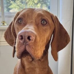Koly - Vizsla