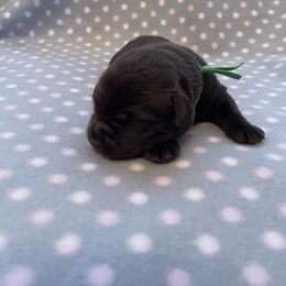 Labrador Retriever Puppies from Amore Labrador Retrievers