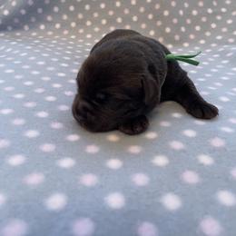 Labrador Retriever Puppies from Amore Labrador Retrievers