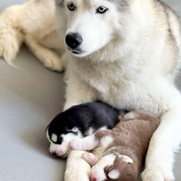 Siberian Husky Puppies from Antler Creek Siberians