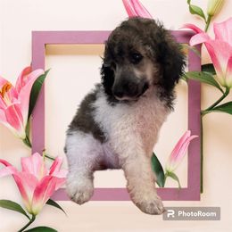 Poodle Puppies from Paddock's Purebred Poodles