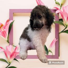 Poodle Puppies from Paddock's Purebred Poodles