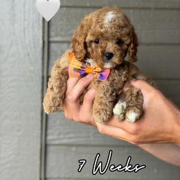 Merle - Red male Cavapoo puppy in Runaway Bay, Texas from Green Ranch Doodles