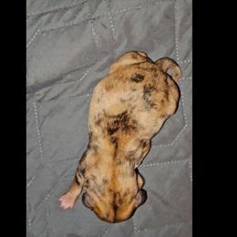 Girl 1 SC - Brindle female Shih Tzu puppy in Meridian, Oklahoma from Crazy Love Kennels