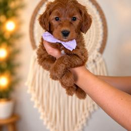 Ambrosia - Red  female Goldendoodle puppy in Norcross, Georgia from Teddy Puppies