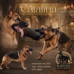 Cat - German Shepherd