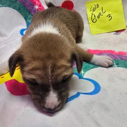 Solo girl 3 - Red and white female Basenji puppy in Caldwell, Texas from Candyce Witte