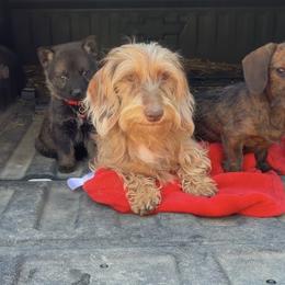 Ozzy - Dachshund
