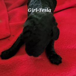 Tesla - Poodle puppy in Burleson, Texas from Patriotic Poodles