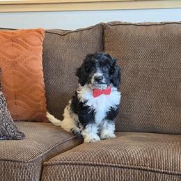 F1B Meet Nico :) - Black and white male Cavapoo puppy in Centerville, Iowa from Barnyard Dachshunds, Dals & Doodles