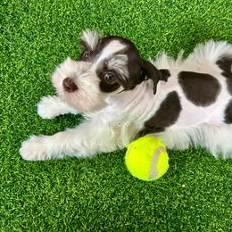 Franklin - Parti male Miniature Schnauzer puppy in Canyon Lake, Texas from Chambers Schnauzers