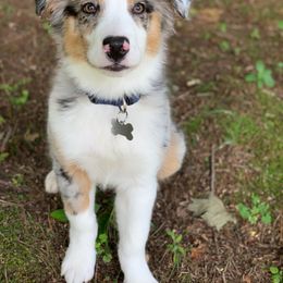 Australian Shepherd Puppies from Johnson Aussies