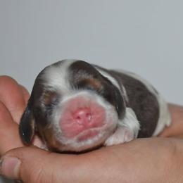 Latte - Black white and tan male Cocker Spaniel puppy in Myerstown, Pennsylvania from The Cocker Cingdom