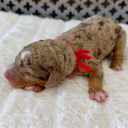 Rue - Chocolate merle male Bernedoodle puppy in Hegins, Pennsylvania from Bubbling Springs Doodles, LLC