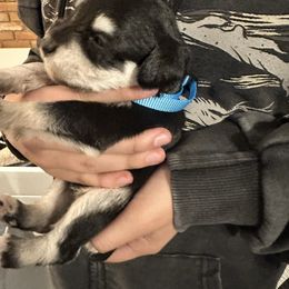 Maverick - Black and silver male Miniature Schnauzer puppy in Lubbock, Texas from Schnazzy Schnauzers