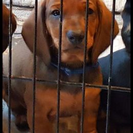 Dachshund All Grown Up from Woodshafen