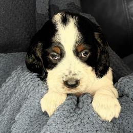RAINY - Black white and tan male English Springer Spaniel puppy in Billings, Montana from M&M Fuzzy Bottom Friends