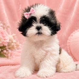 Puppy 3 - Tricolor female Shih Tzu puppy in Downey, California from Cali shih tzu