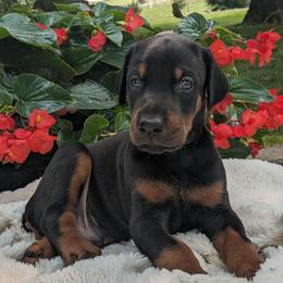 Doberman Pinscher Puppies from Gold Star Canines