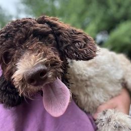 Savannah - Bernedoodle