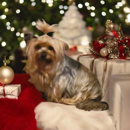Meadow - Yorkshire Terrier